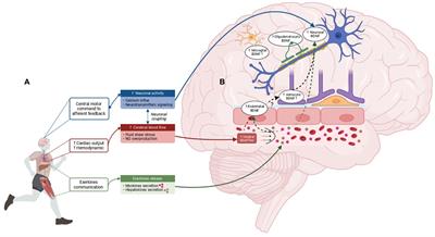 Molecular mechanisms underlying physical exercise-induced brain BDNF overproduction